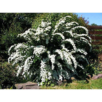 Спирея Пепельная Грациоза P9