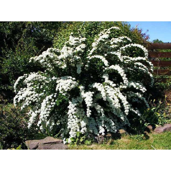 Спирея Пепельная Грациоза P9