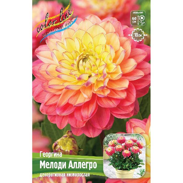 9033 Шоу-бокс Георгина Мелоди Аллегро I 15 шт