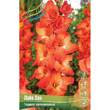 Гладиолус Лайв Оак 10/12 100 шт Шоу-бокс 7123
