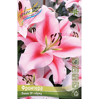 Лилия Фронтера 16/18 3 шт 