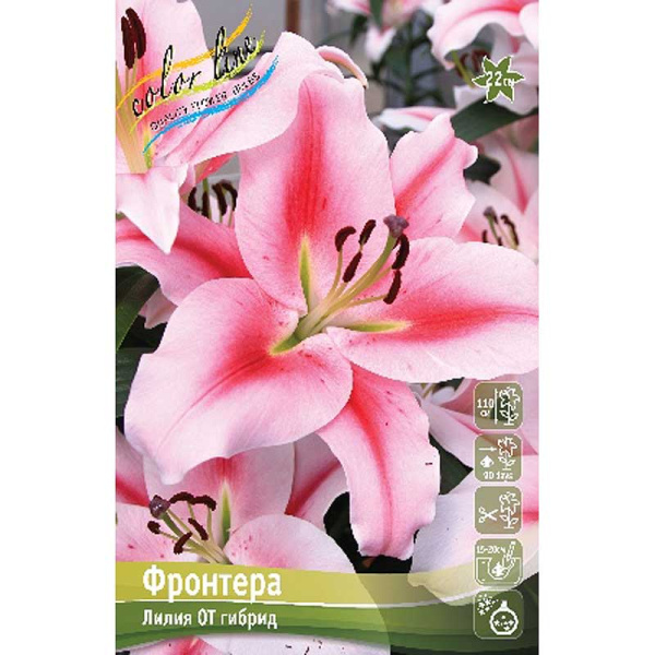 Лилия Фронтера 16/18 3 шт 