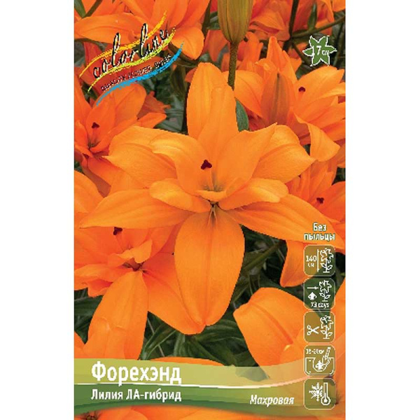 Лилия Форехэнд 12/14 25 шт Биг-Пак 11434