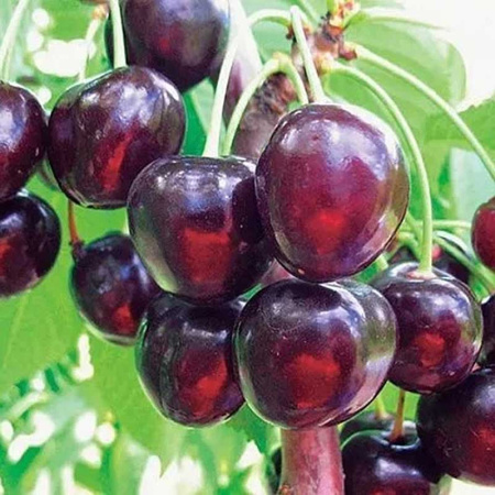 Черешня Оленька Садовита