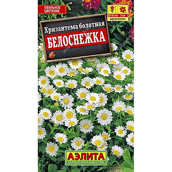 Хризантема Белоснежка максимум Аэлита Ц 