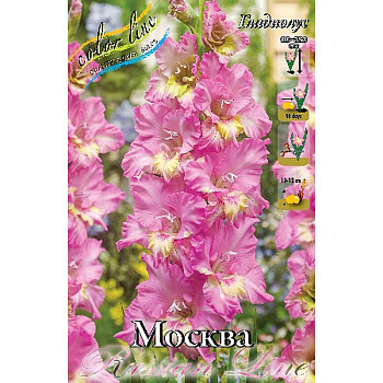 Гладиолус Москва 10/12 8 шт