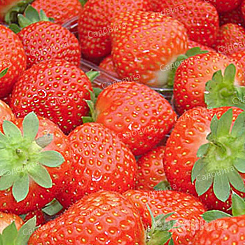 Земляника садовая ремонтантная Анабель (цена за 40 шт) ОСП