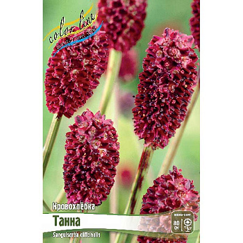 6901 Биг-Пак Кровохлёбка Танна I 25 шт