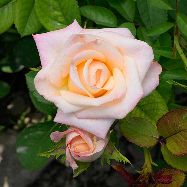 Роза Чайно-гибридная Вип Нью Мисс Садовита