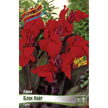 Канна (Коричн) Блэк Найт I 15 шт Шоу-бокс 8691