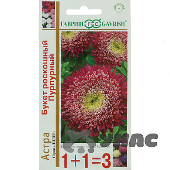 Астра Букет Роскошный пурпурный 1+1 Гавриш Ц 