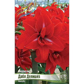 Амариллис Дабл Делишез 22/24 1 шт 