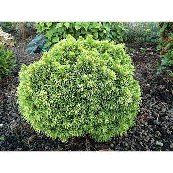 Ель Канадская Дендофарма Голд С3 15-20cm