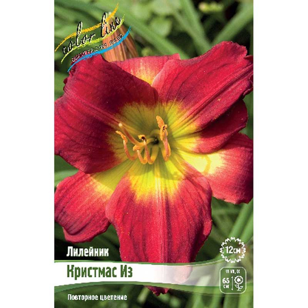 Лилейник Кристмас Из I 25 шт Биг-пак 3748