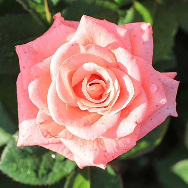 Роза чайно-гибридная Пикуба Садовита