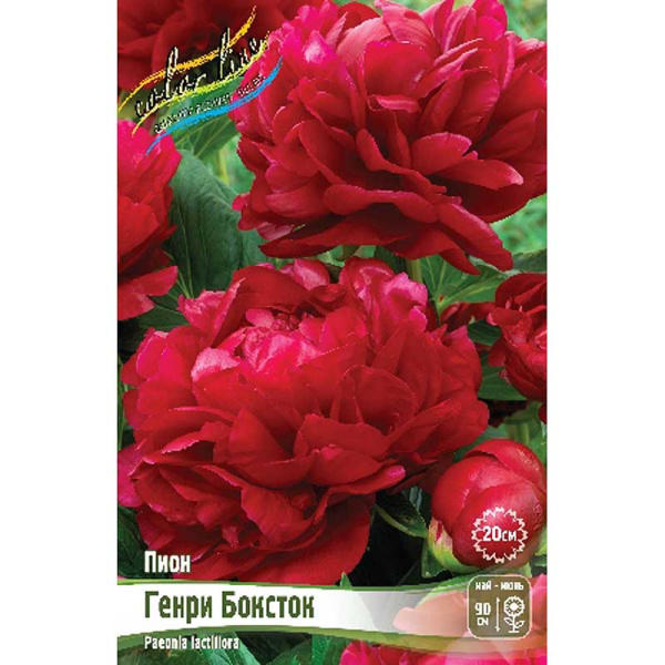 Пион Генри Боксток 3/5 n 1 шт