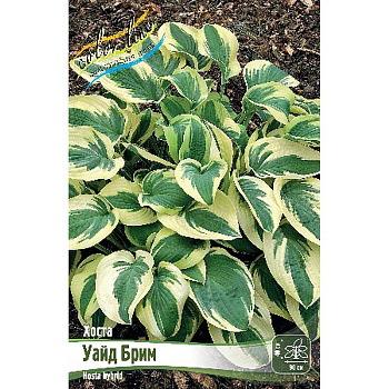 Хоста Уайд Брим 1 n 25 шт Биг-пак 7954