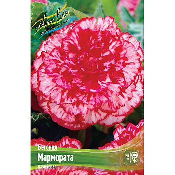 Бегония Мармората 5/6 3 шт 