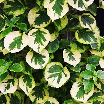 Гортензия Вьющаяся Миранда P9