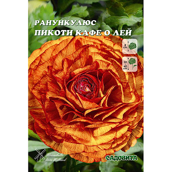 Ранункулюс Пикоти Кафе О Лей 5/6 10 шт Садовита 