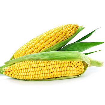 Кукуруза  Мирза Каприс