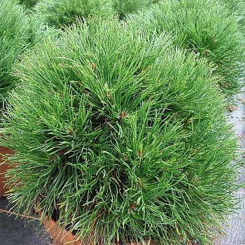 Сосна Горная Варелла C1.5