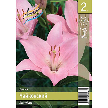 Лилия Чайковский 12/14 2 Эконом шт