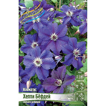 Клематис Хеппи Бёфдей I 1 шт 