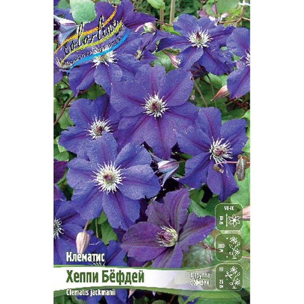 Клематис Хеппи Бёфдей I 1 шт 