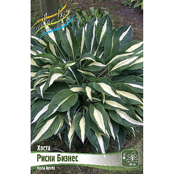 Хоста Риски Бизнес 1 n 25 шт Биг-пак 5959