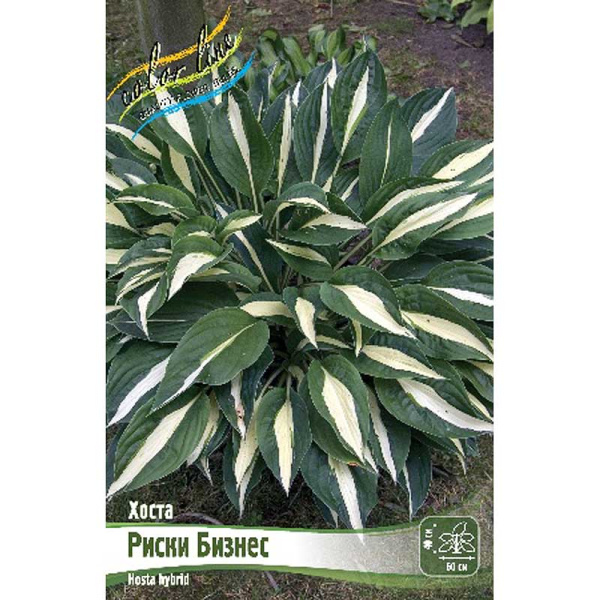 Хоста Риски Бизнес 1 n 25 шт Биг-пак 5959