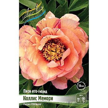 Пион Ито-Гибрид Коллис Мемори 2/3 n 5 шт Биг-Пак 9932 