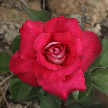 Роза чайно-гибридная Акапелла Садовита