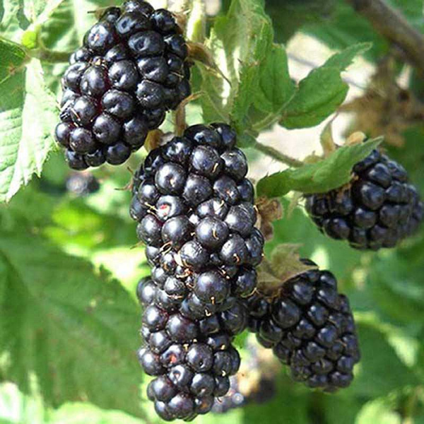 Ежемалина (ремонтантная)Марион(Марионбери)Садовита