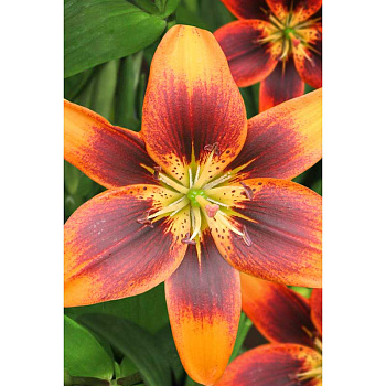 Лилия Тусом 12/14 1 шт Садовита 