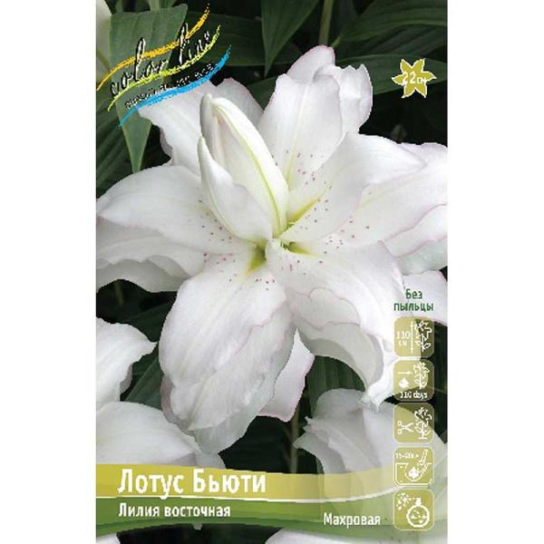 Лилия Лотус Бьюти 12/14 5 шт