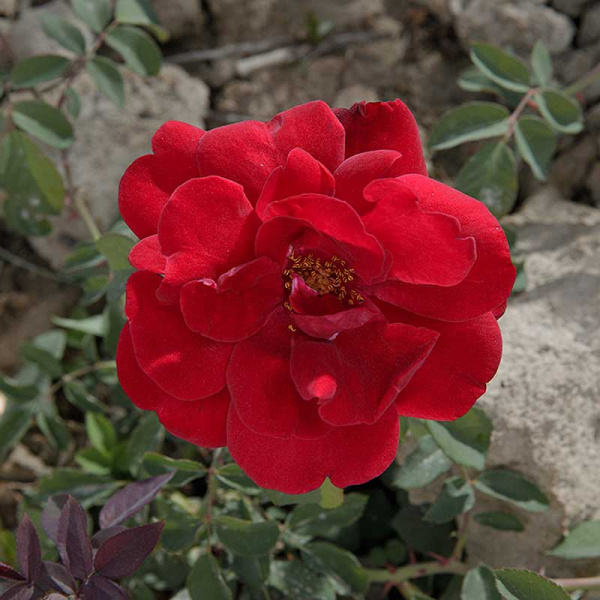 Роза плетистая Сантана Садовита