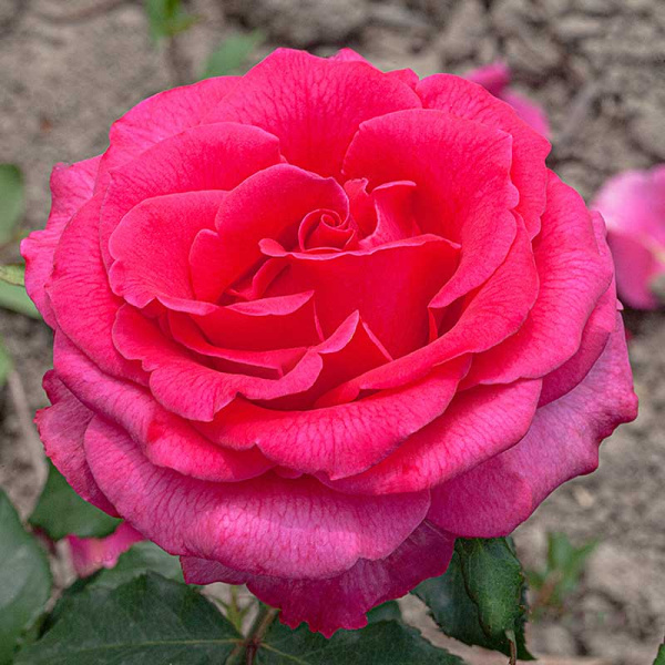 Роза чайно-гибридная Топаз Садовита