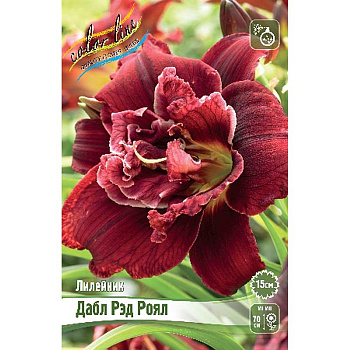 Лилейник Дабл Рэд Роял I 1 шт 
