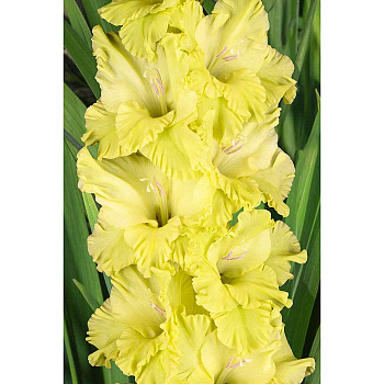 Гладиолус Малахит 8/10 15 шт, Садовита 