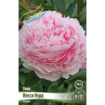 Пион Нэнси Нора 2/3 n 1 шт