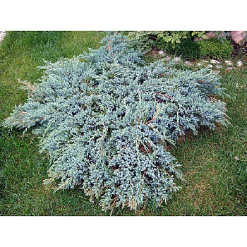 Можжевельник Чешуйчатый Блю Карпет C3 шт