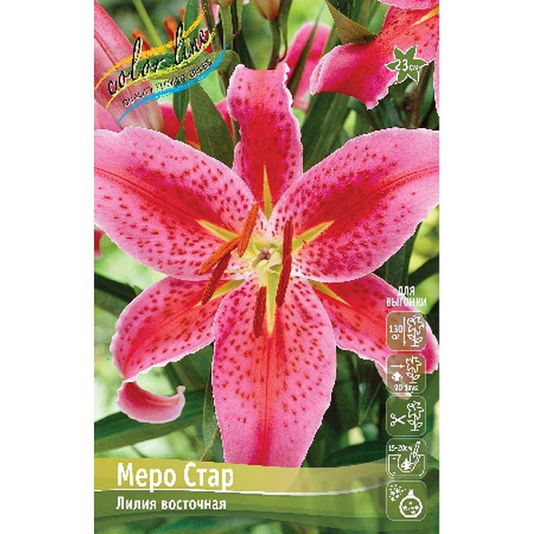 Лилия Меро Стар 12/14 7 шт