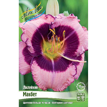 Лилейник Макбет I 1 шт