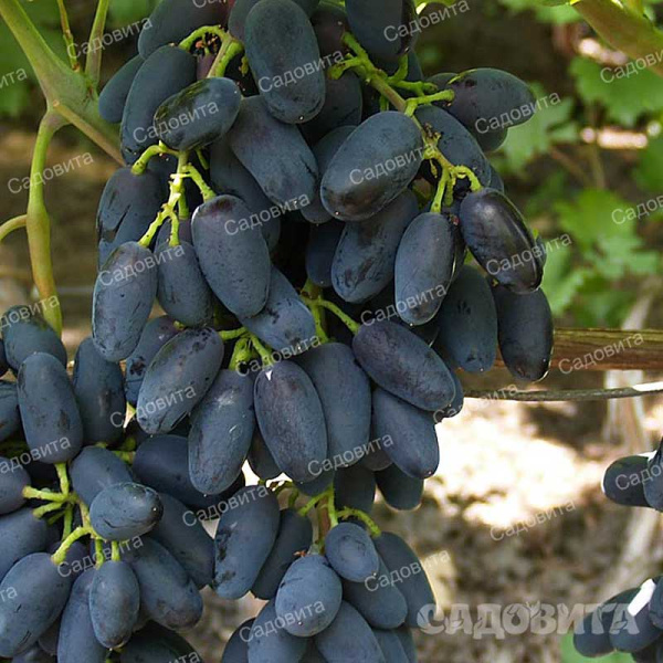 Виноград Академик Авидзба очень ранний Садовита