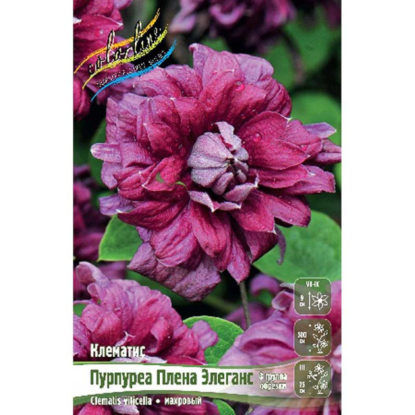 Клематис Пурпуреа Плена Элеганс I 25 шт Биг-пак 3922