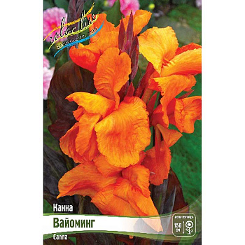 Канна (Коричн) Вайоминг I 1 шт