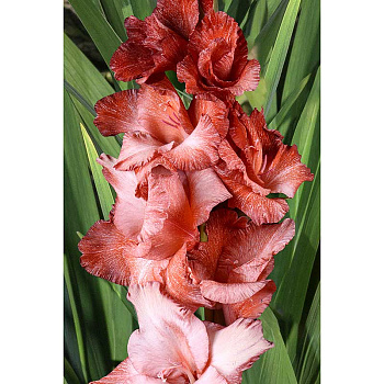 Гладиолус Броуновское Движение 8/10 3 шт, Садовита 