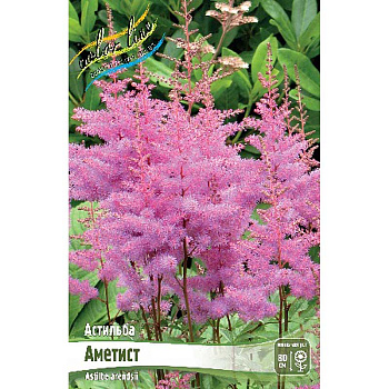 Астильба Аметист 2/3 n 1 шт