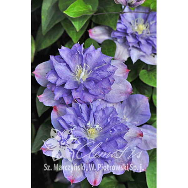 Клематис Блю Экспложион С2